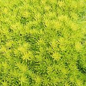 佛甲草