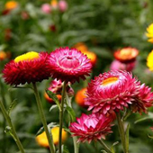 麦秆菊