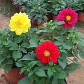 小丽花