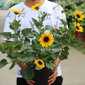 光辉岁月向日葵