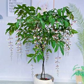 垂丝茉莉