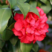 茶花