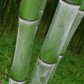 白哺鸡竹
