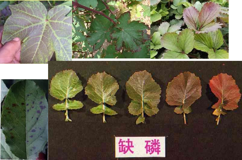 磷的缺乏症状