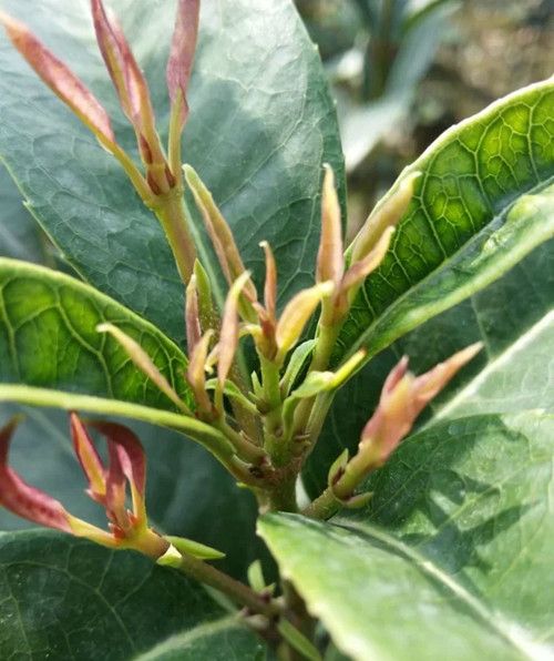 桂花缺锌