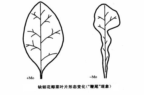 缺钼鞭尾病