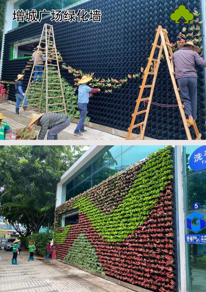 增城广场绿化墙