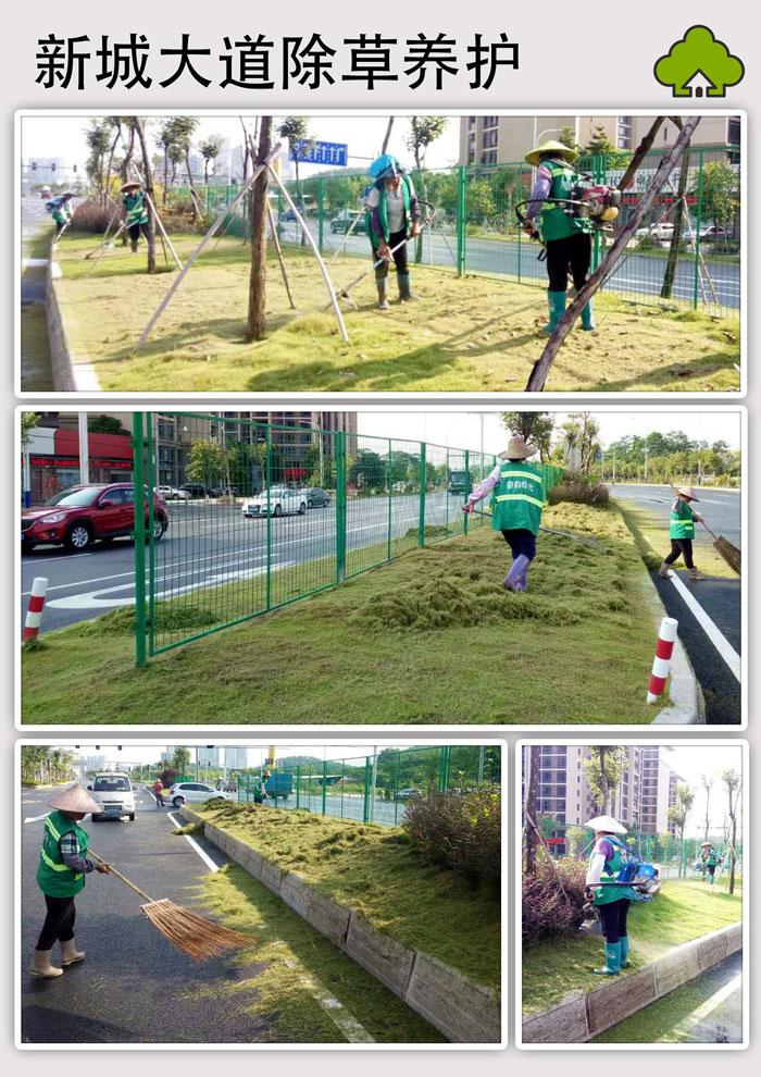 新城大道除草养护