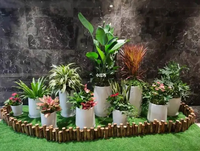 组团盆栽4