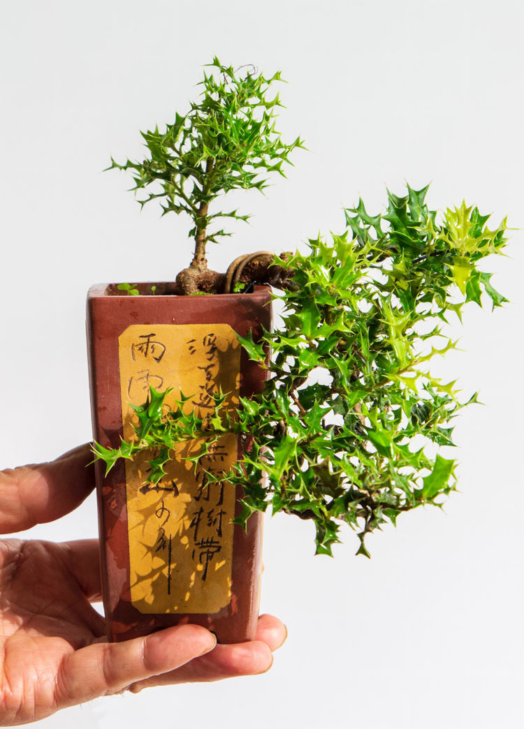 小叶枸骨(悬崖式)