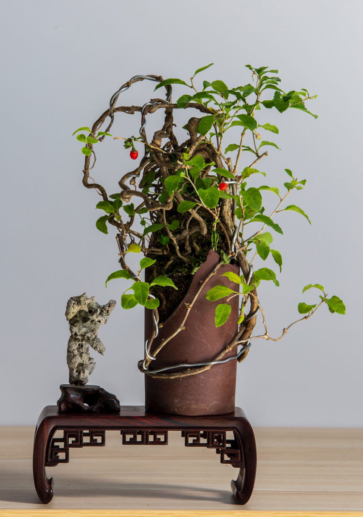 枸杞(破盆依然)