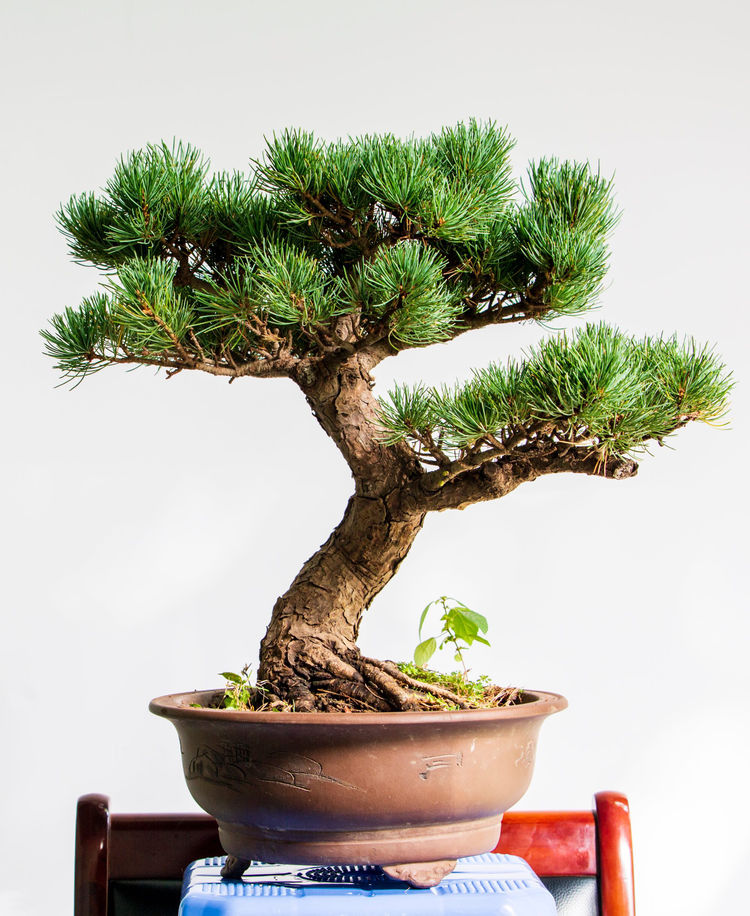 大阪松(大树型)