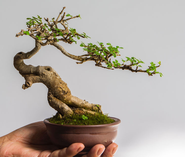 对节白蜡(斜干式)