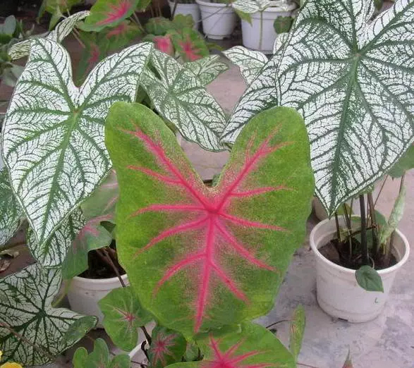 彩叶芋、花叶芋