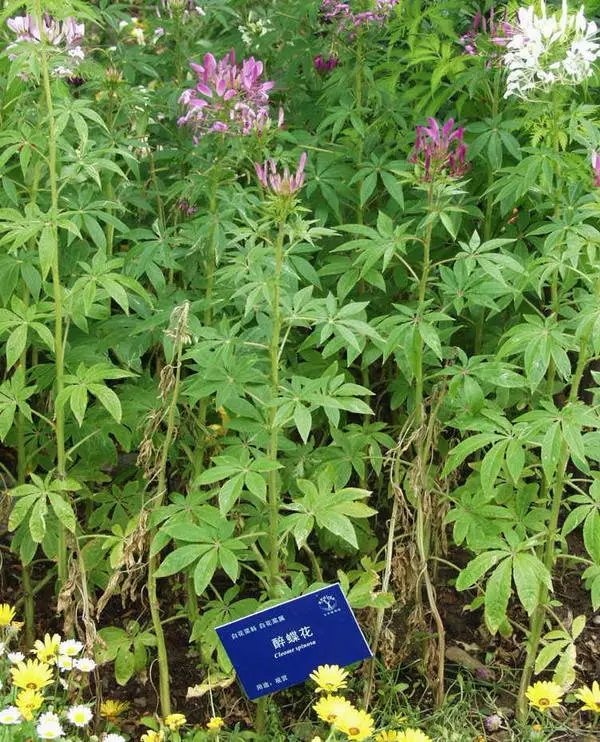 醉蝶花