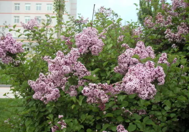 紫丁香