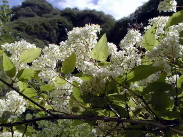 小花溲疏