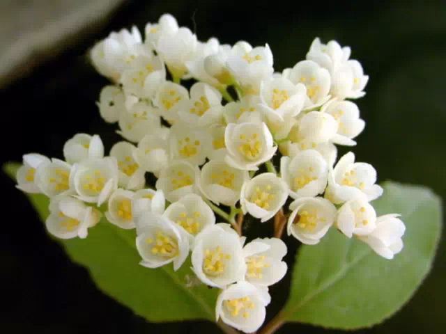 小花溲疏