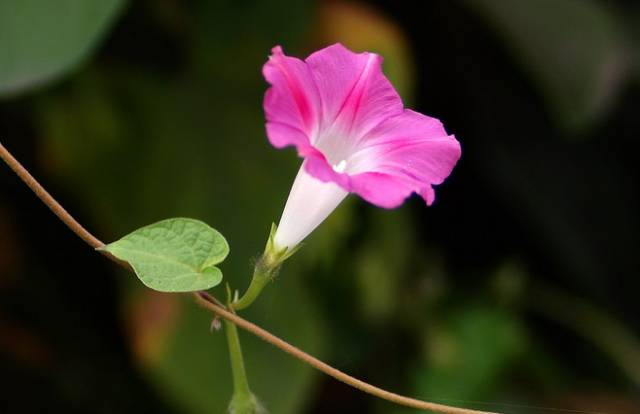 牵牛花