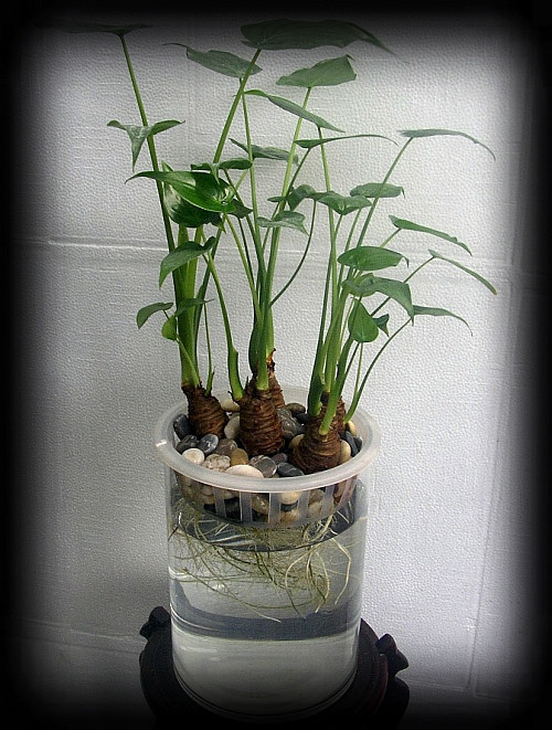 吸毒植物