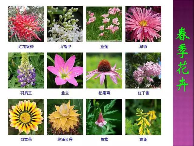 开花花卉大全