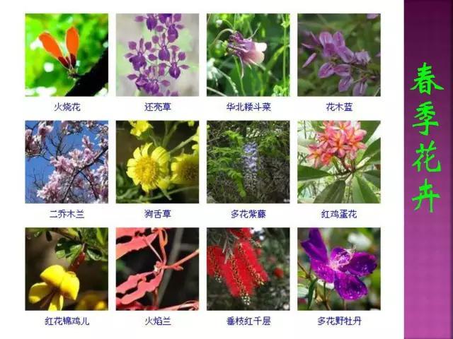 开花花卉大全