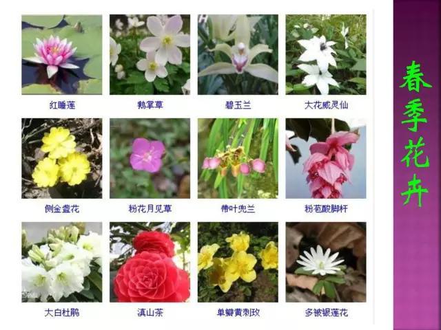 开花花卉大全