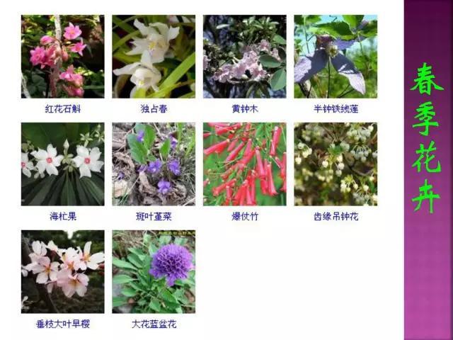 开花花卉大全