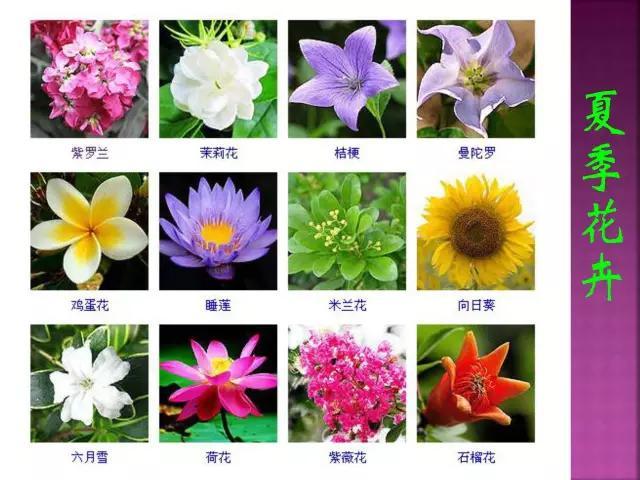 开花花卉大全