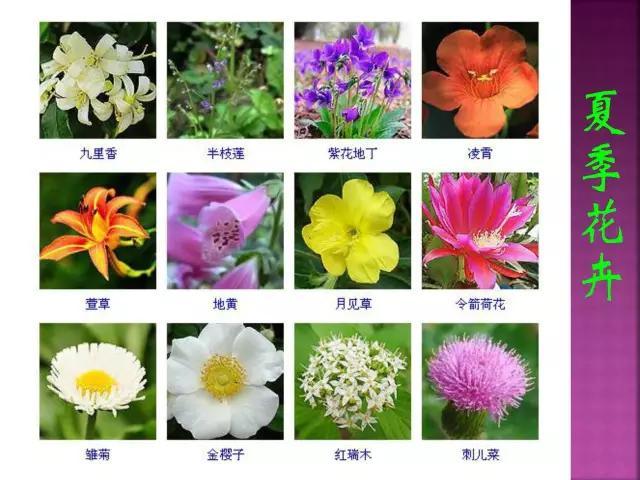 开花花卉大全