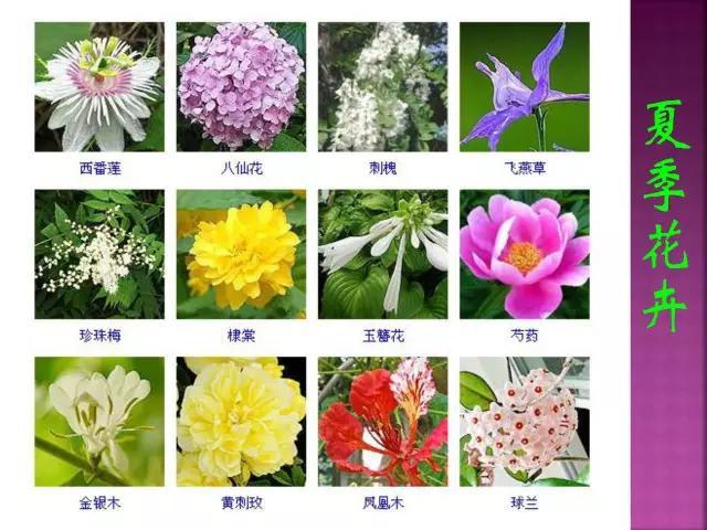 开花花卉大全