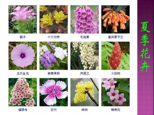 开花花卉大全