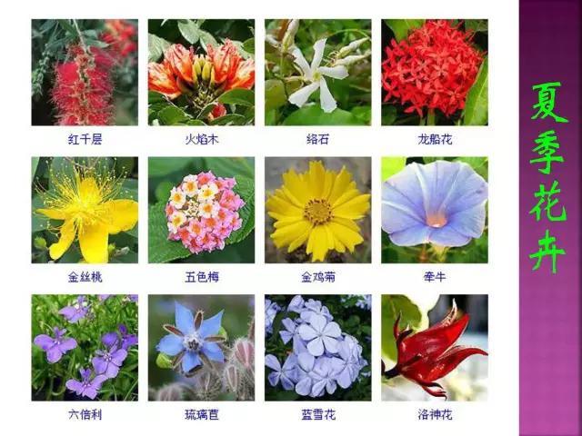 开花花卉大全