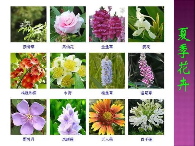 开花花卉大全