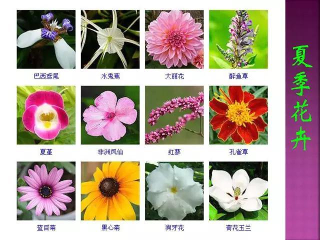 开花花卉大全