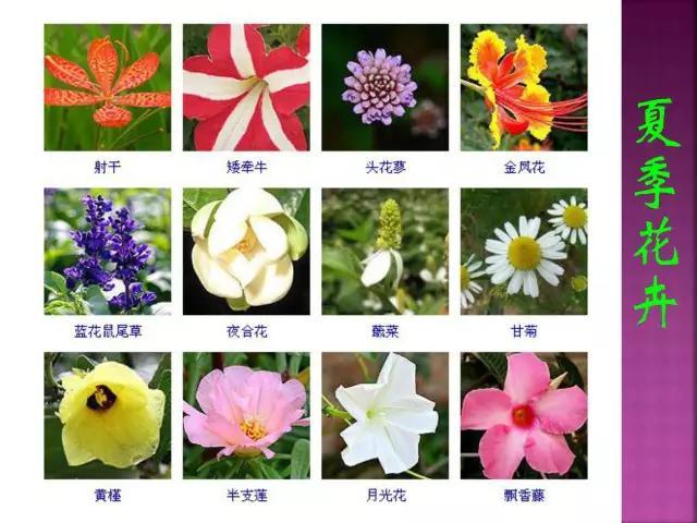 开花花卉大全