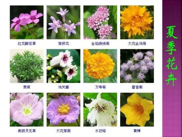 开花花卉大全