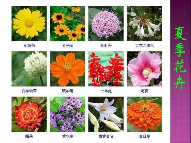 开花花卉大全