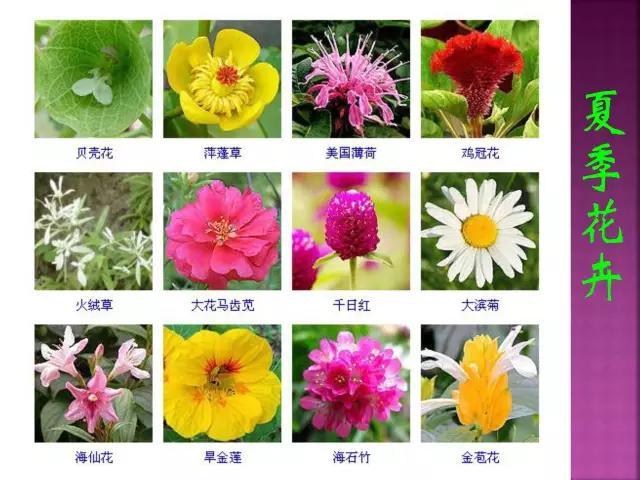 开花花卉大全