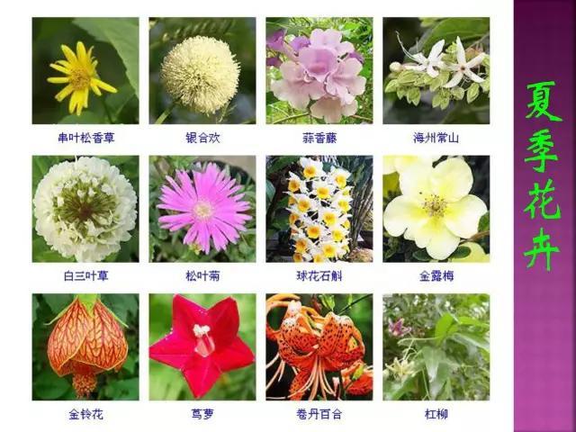 开花花卉大全