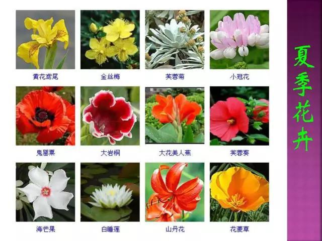 开花花卉大全