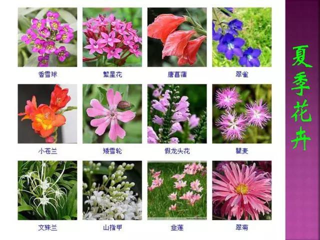 开花花卉大全