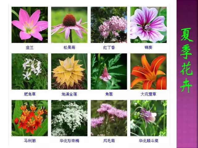 开花花卉大全