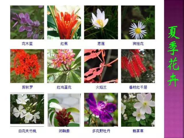 开花花卉大全