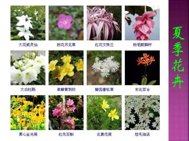 开花花卉大全