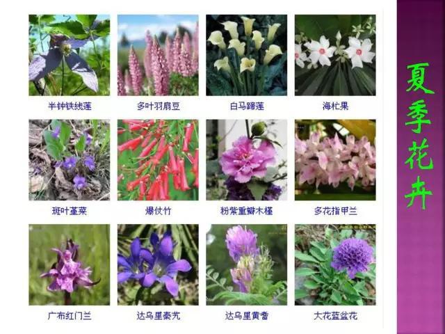 开花花卉大全