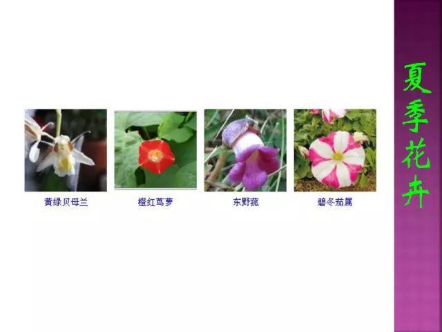 开花花卉大全