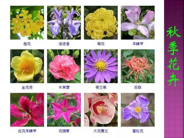 开花花卉大全