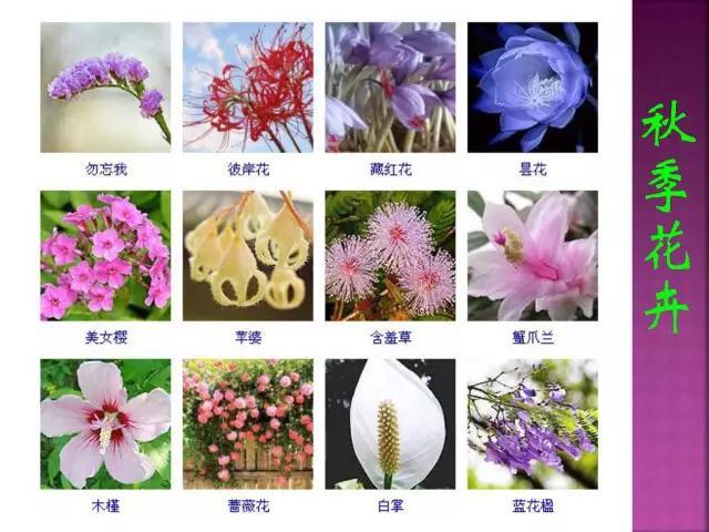 开花花卉大全