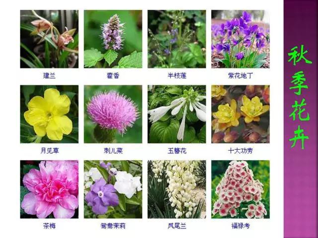 开花花卉大全